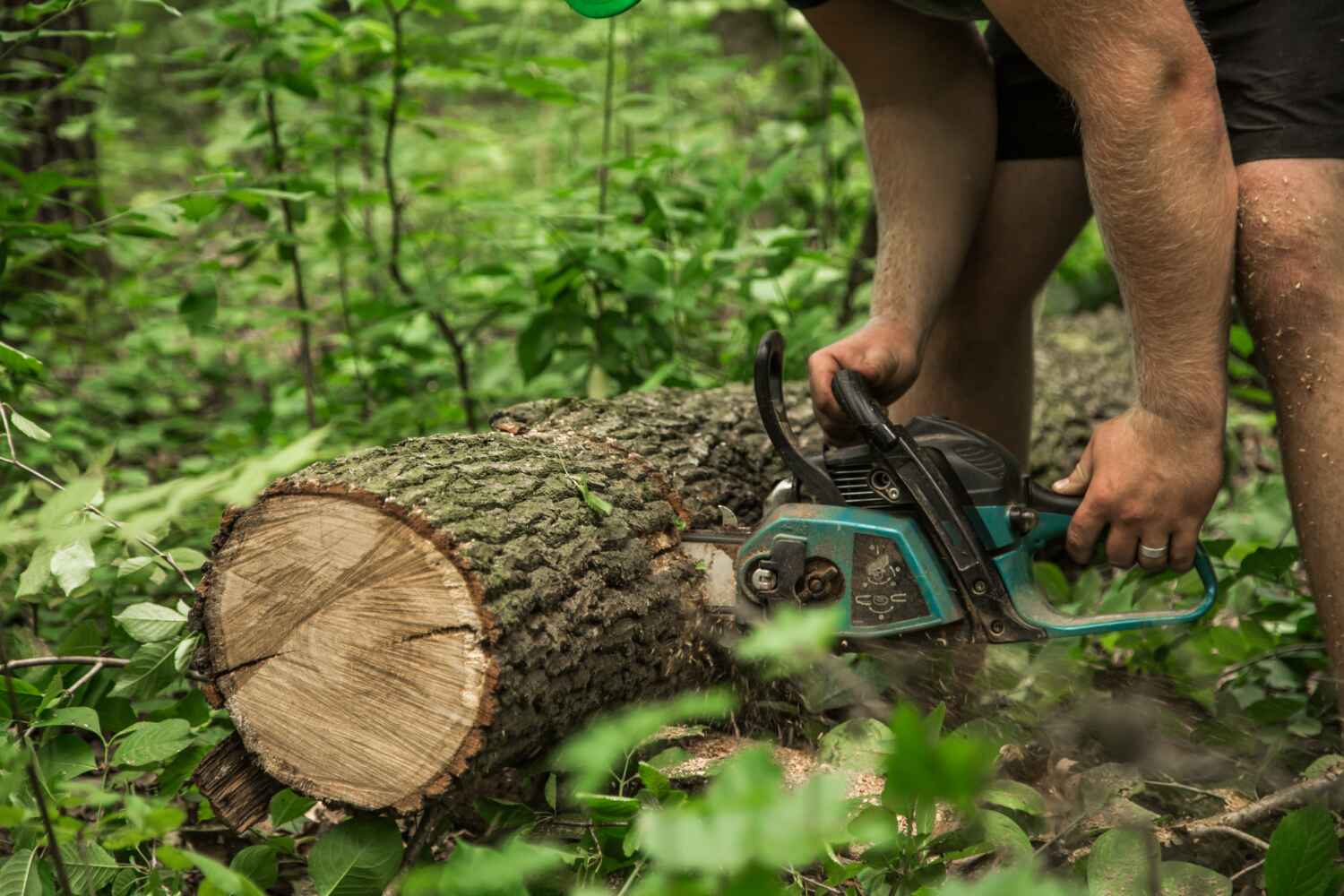 Best Arborist Services Near Me  in Long Beach, IN